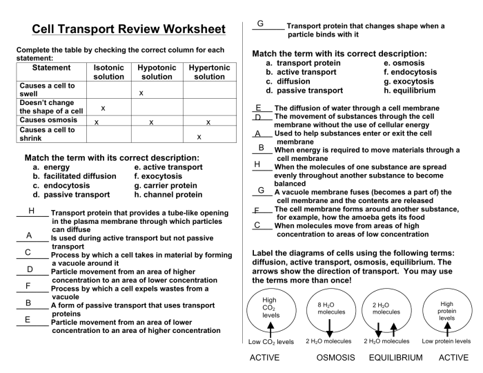 Cell transport task cards answer key