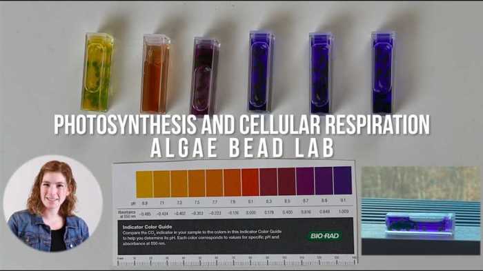 Algae bead photosynthesis lab answers