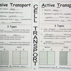 Cell transport task cards answer key