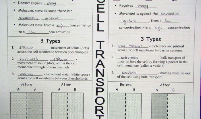 Cell transport task cards answer key