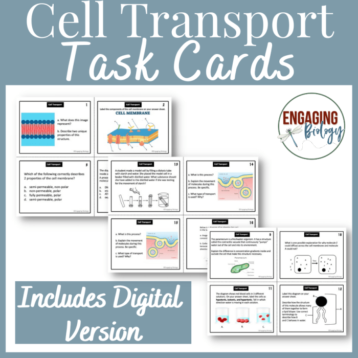 Cell transport task cards answer key