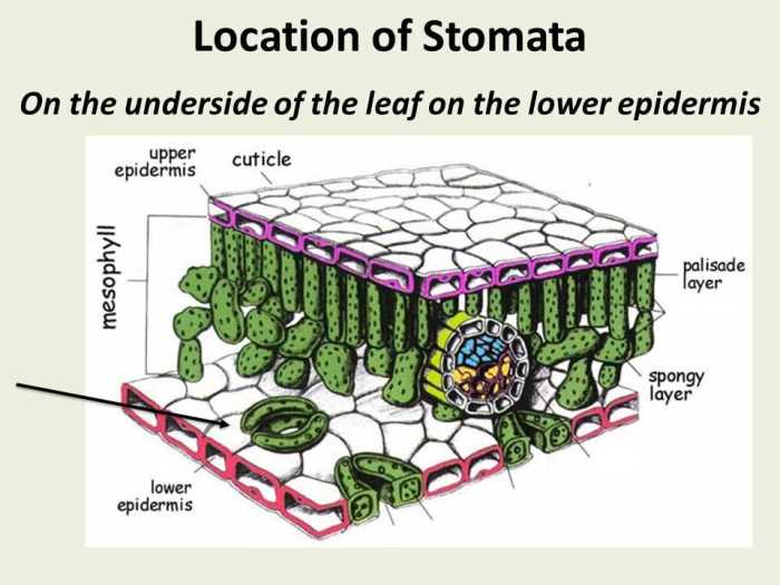 Algae bead photosynthesis lab answers