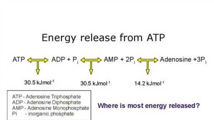 Pogil atp the free energy carrier