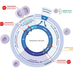 Biointeractive the eukaryotic cell cycle and cancer answer key