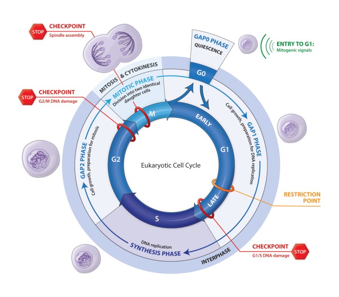 Biointeractive the eukaryotic cell cycle and cancer answer key