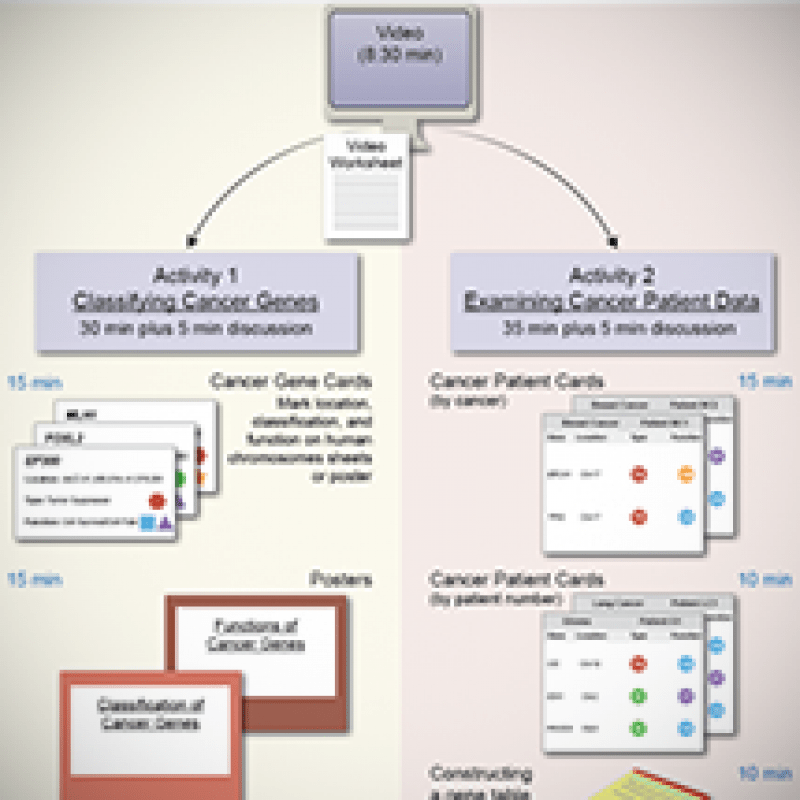 Biointeractive the eukaryotic cell cycle and cancer answer key