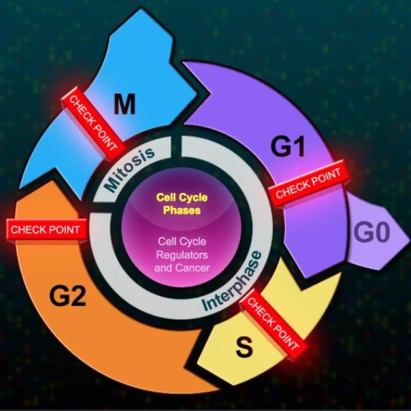 Biointeractive the eukaryotic cell cycle and cancer answer key