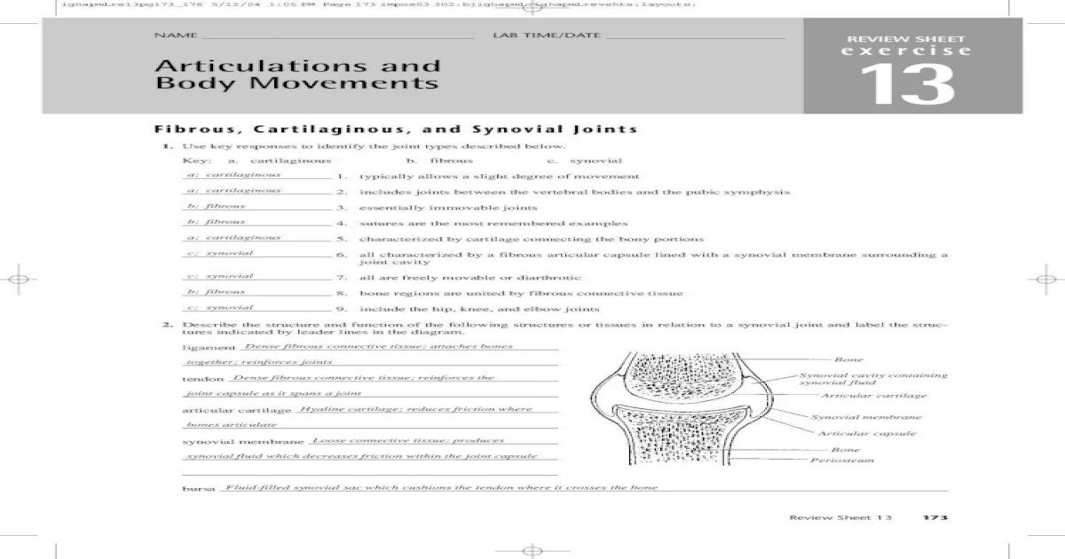 Review sheet 11 articulations and body movements