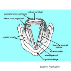 Vocal interaction two frontiersin fold eigenmodes fluid computational acoustics modeling voice structure production during energetic empirical dimensional coronal mid three