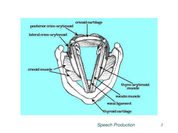 Vocal interaction two frontiersin fold eigenmodes fluid computational acoustics modeling voice structure production during energetic empirical dimensional coronal mid three